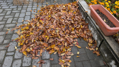 PXL_20251103_230446132.MP