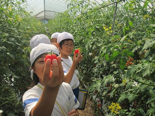 トマトハウス見学