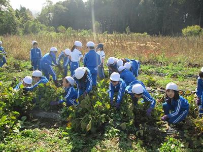 畑で引き抜く。うんとこしょ。