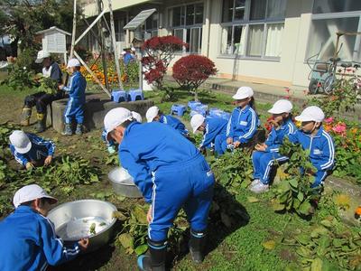 校庭で枝からさやを外す