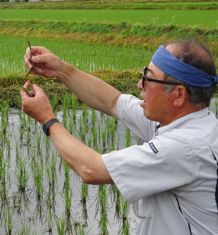 この雑草の名は・・？